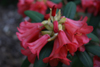 dicroanthum v dicroanthum 2001-299 -2